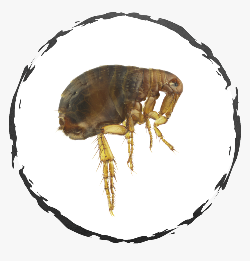Flea, HD Png Download