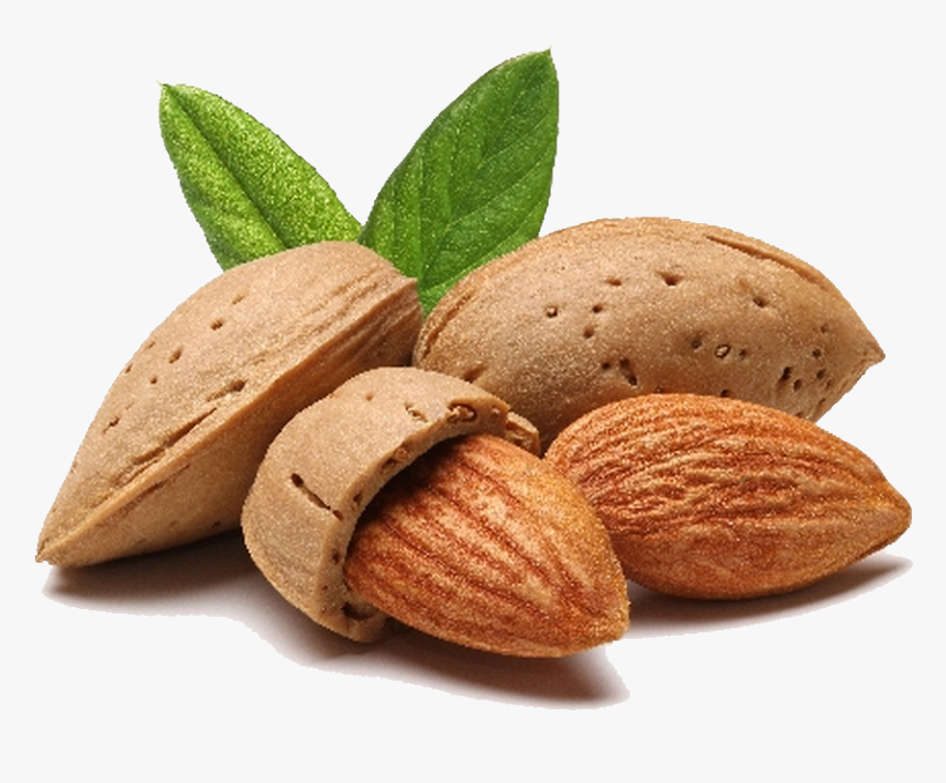 Download Almond Png File - Almond Png, Transparent Png