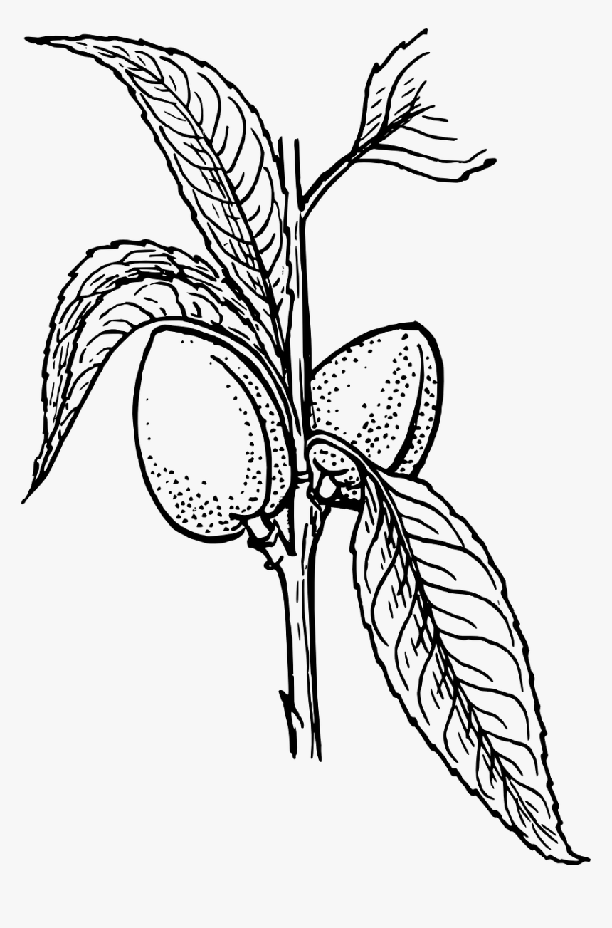 Plant Clip Art, HD Png Download