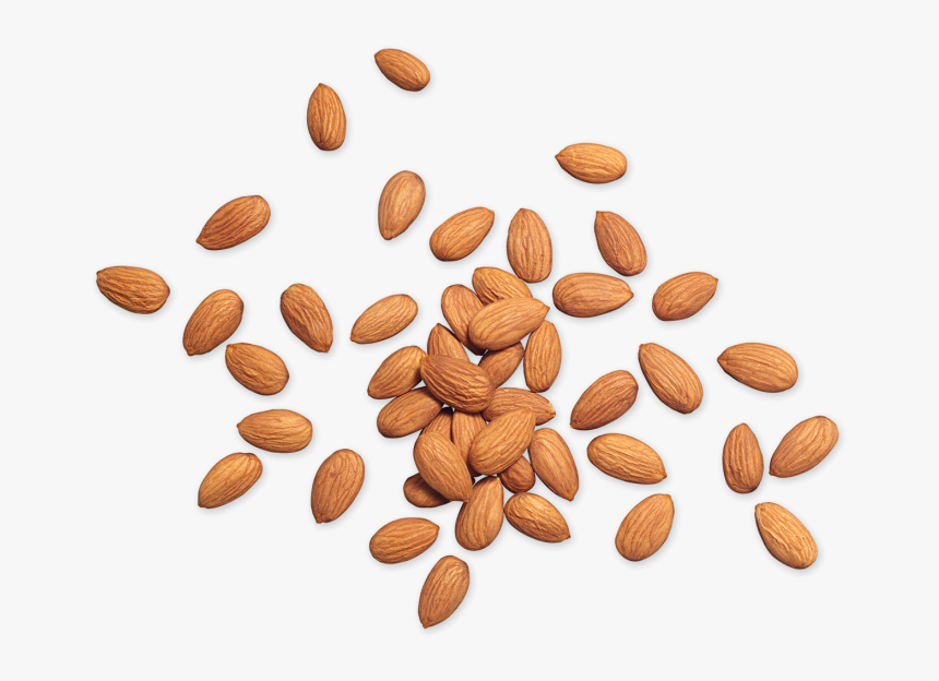 Almond Png - Nuts Png Top, Transparent Png