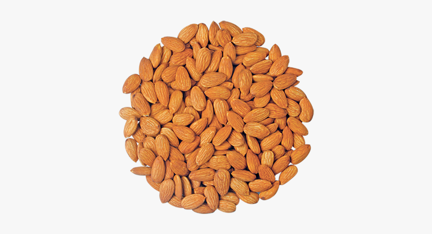 Image07 - Almond, HD Png Download