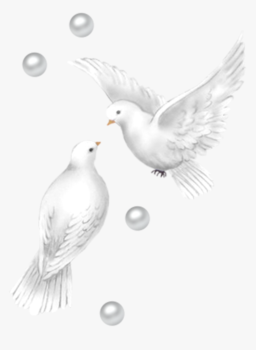 Pigeon Beautiful Images Of Birds, HD Png Download