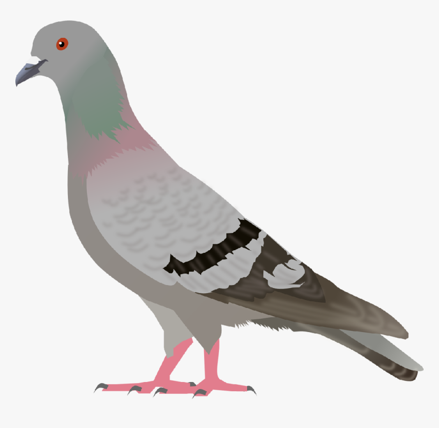 Pigeon Clipart Pigen - Pigeon Clipart, HD Png Download