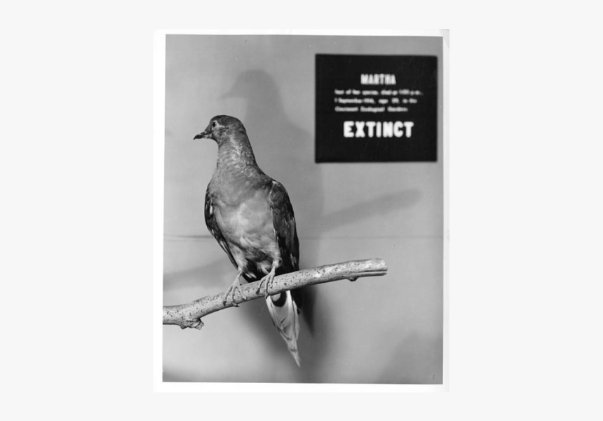 Passenger Pigeon Extinct Date, HD Png Download