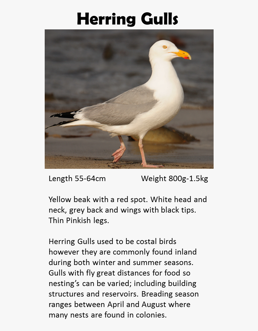 Western Gull, HD Png Download