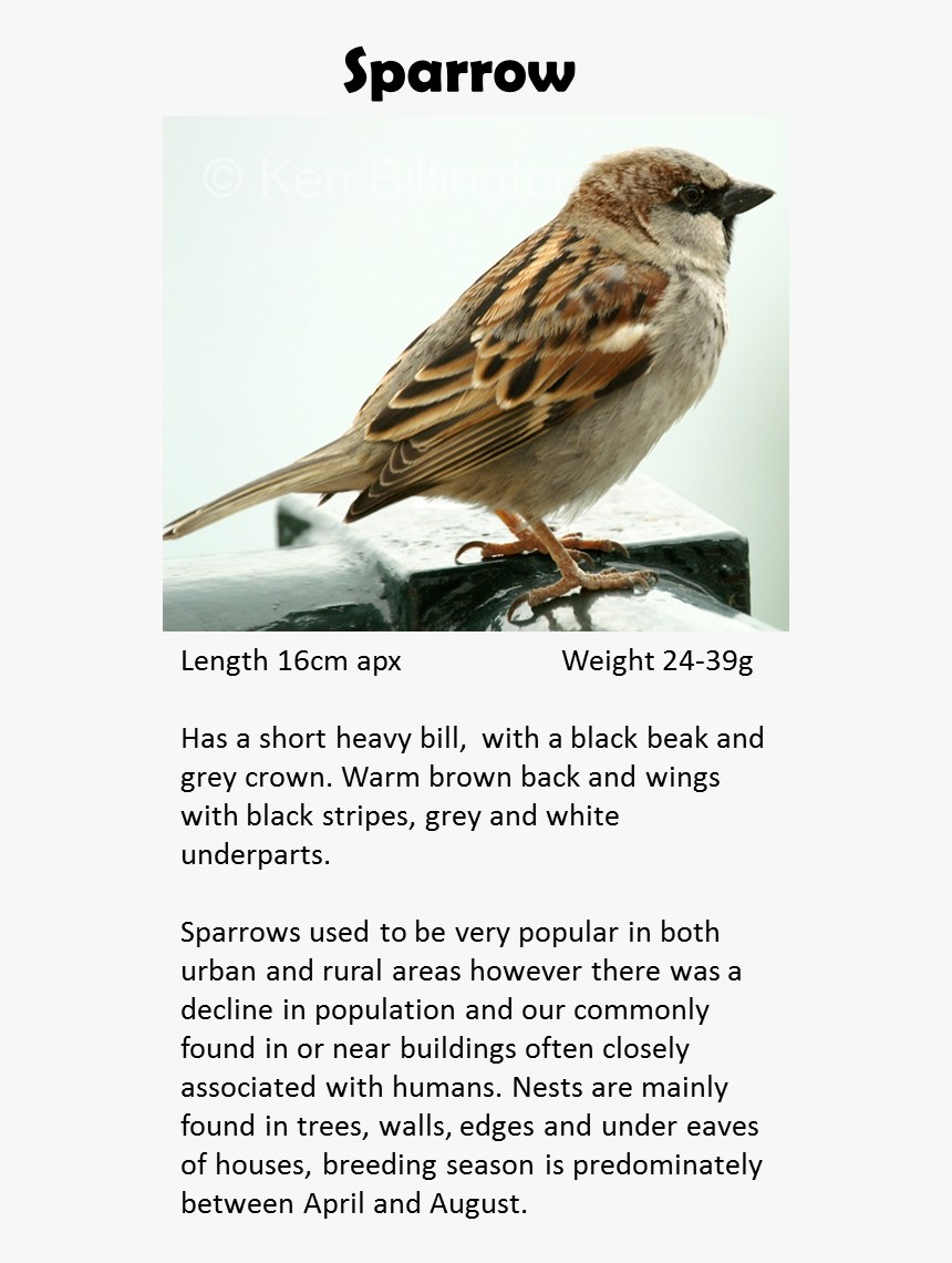 House Sparrow, HD Png Download