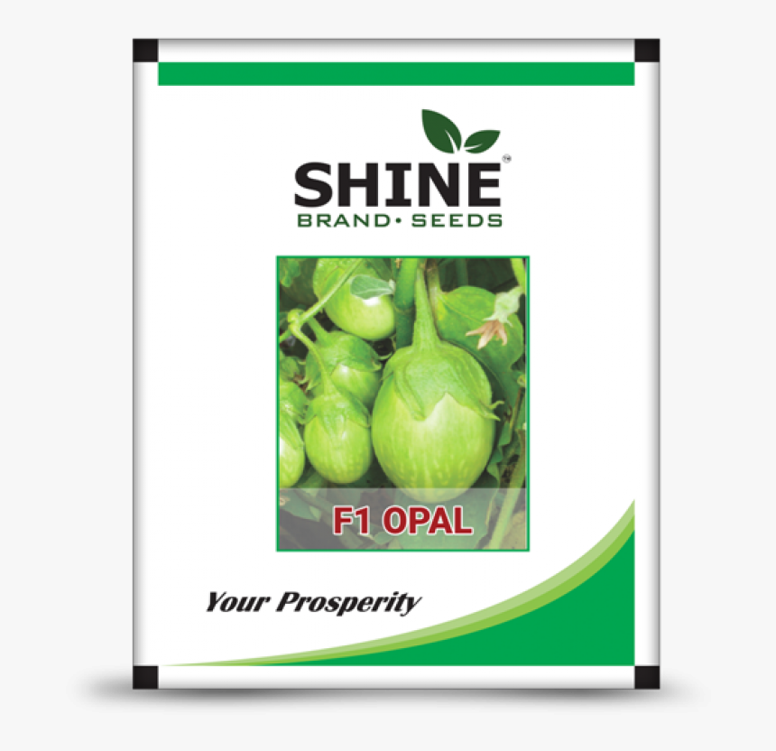 Hybrid Brinjal Seeds F1 Opal - Shine Seeds, HD Png Download