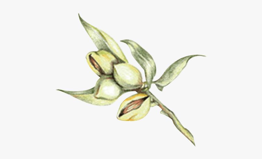 Almond Png Draw, Transparent Png