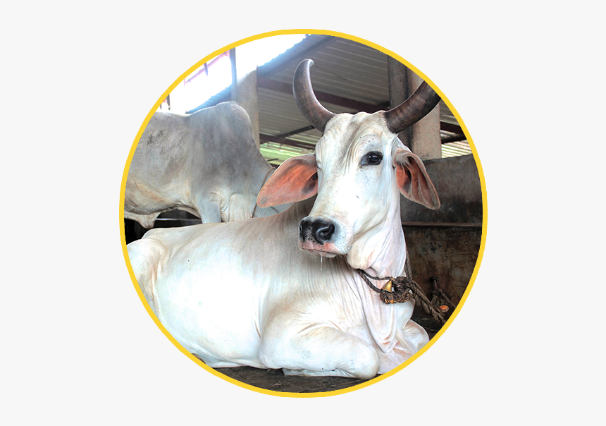 Cow Clipart Cow Indian - Indian Cow Images Hd Download, HD Png Download