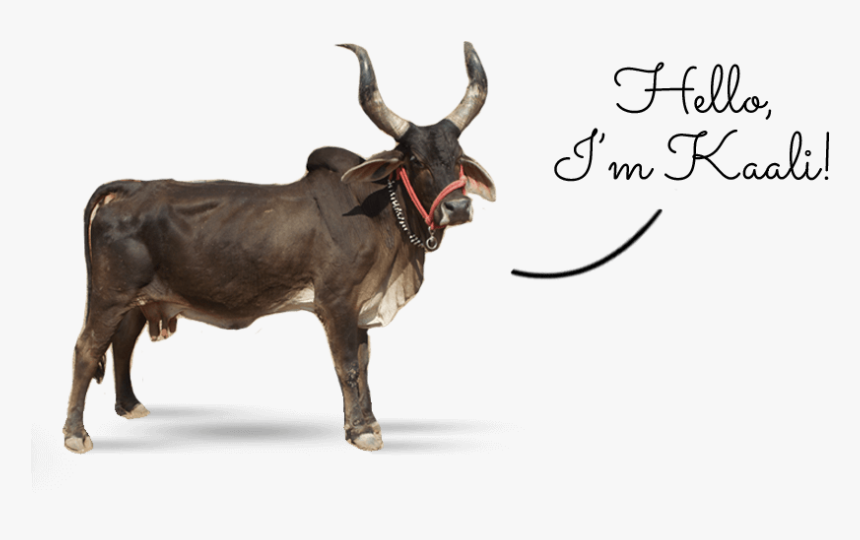 Ox Clipart Gir Cow - Indian Ox Png, Transparent Png