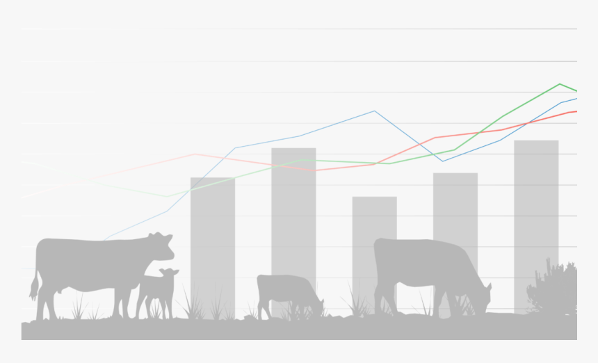 Transparent Indian Ox Png - Dairy Cow, Png Download