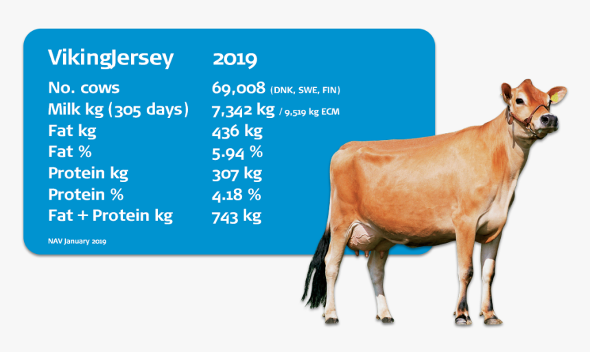 Interbull Evaluations Dairy Cow - Horse, HD Png Download