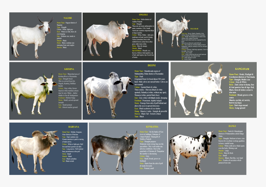 Calf, HD Png Download