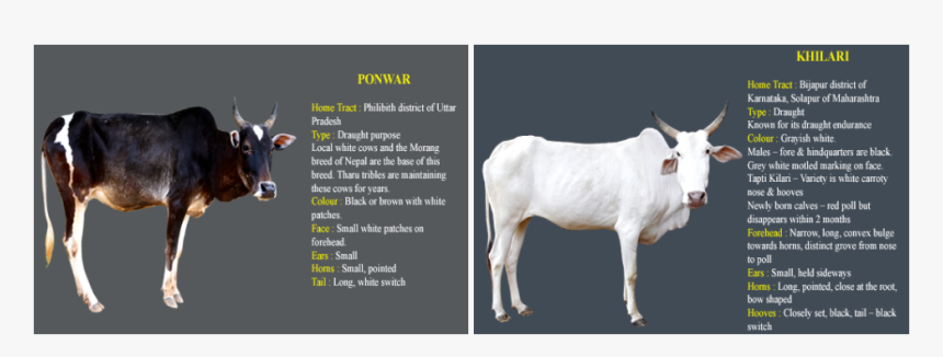 Picture - Cow Information In Kannada, HD Png Download