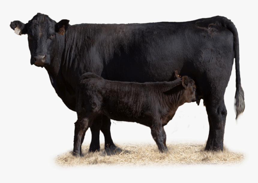 Cow With Her Calf In Pasture - Beef Cow Transparent, HD Png Download