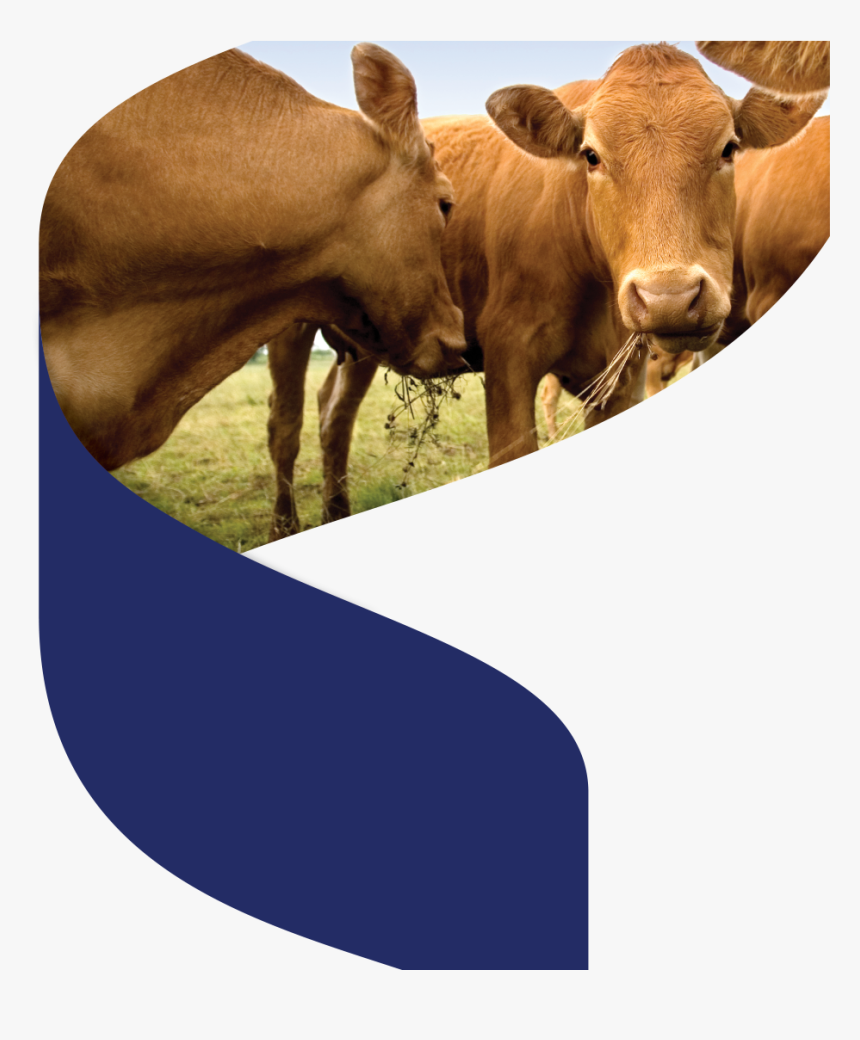 Cows Brown, HD Png Download