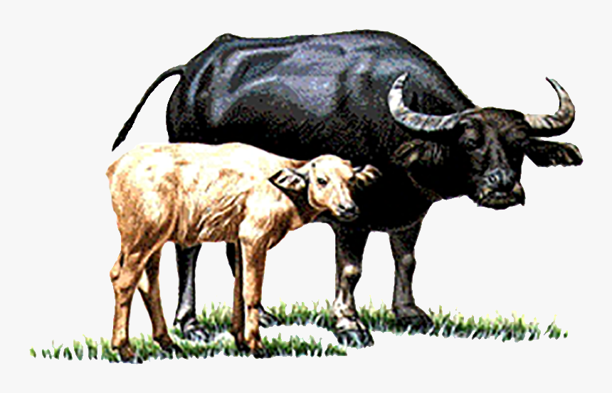 Cow Vector Buffalo Indian - Buffalo And Calf Clipart, HD Png Download