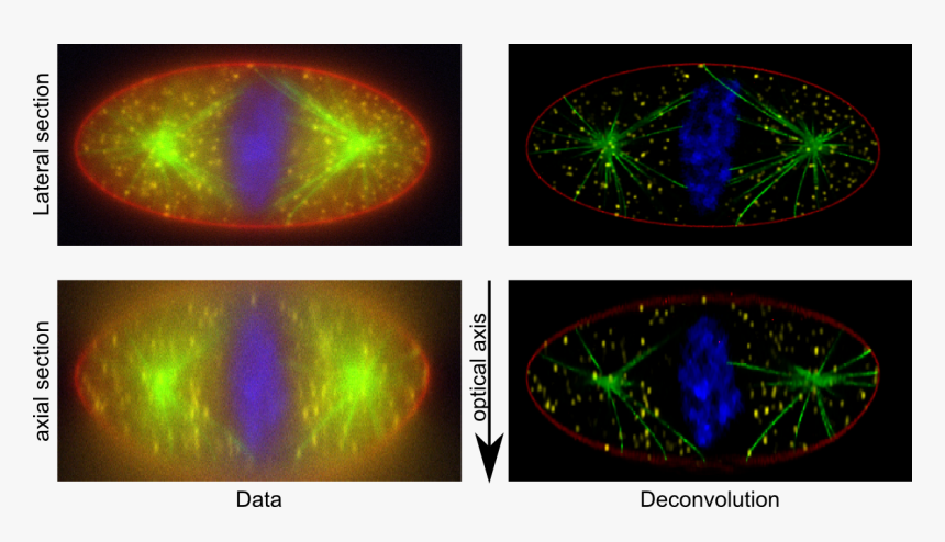 Circle, HD Png Download