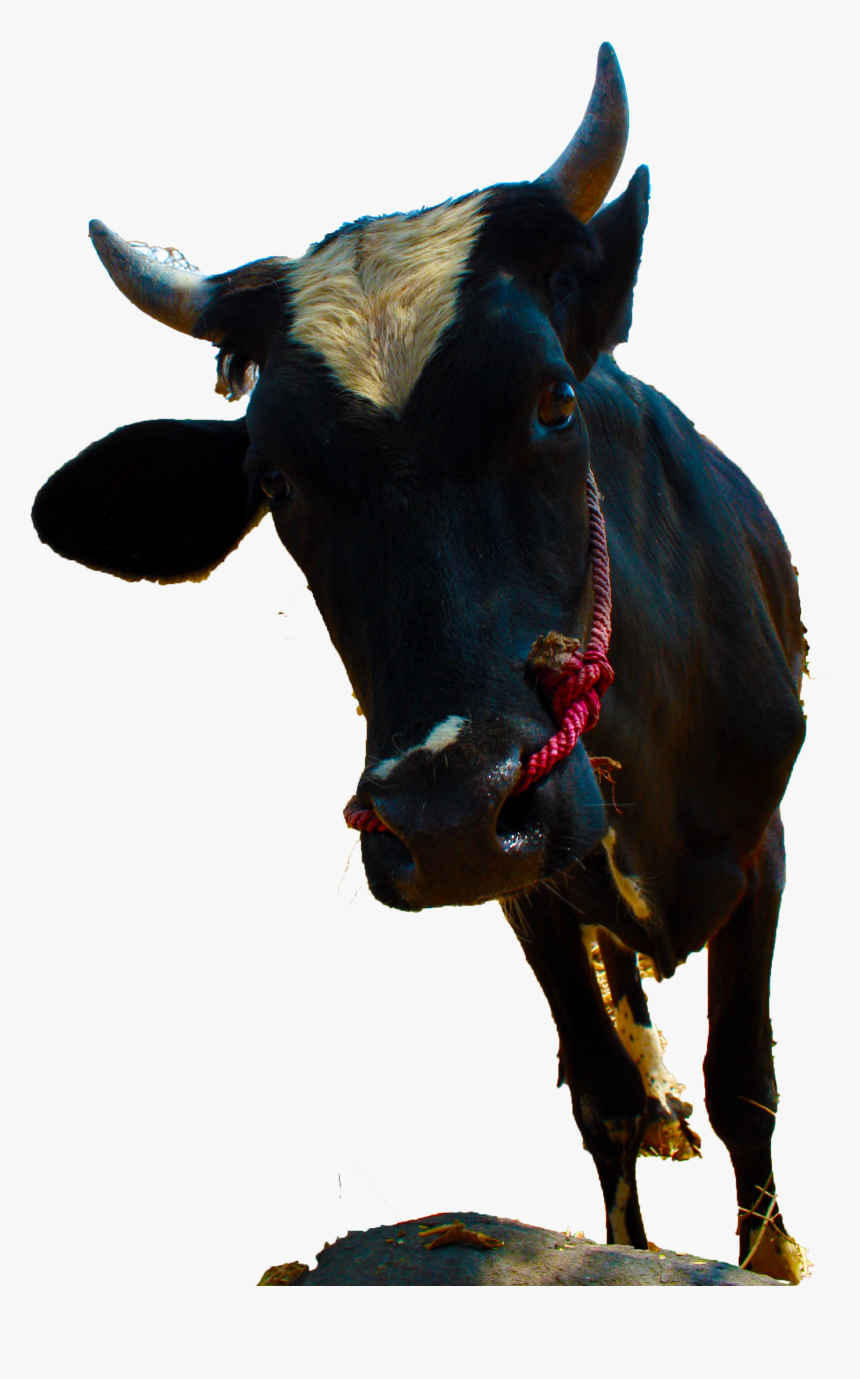 Bull, HD Png Download