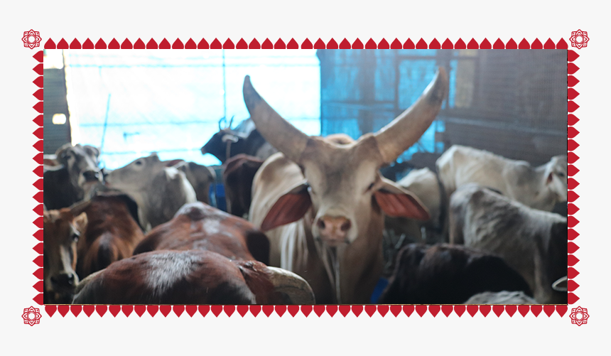 Herd, HD Png Download