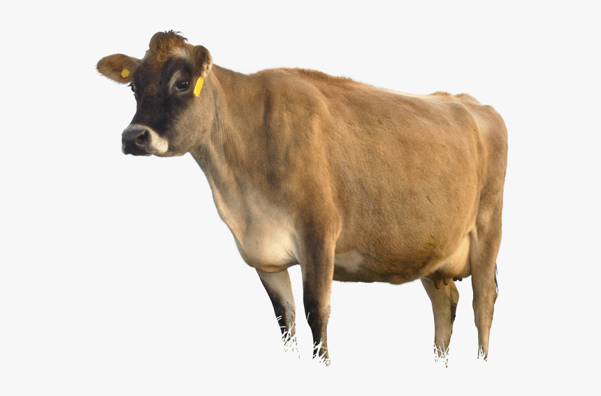 Dairy Cow, HD Png Download