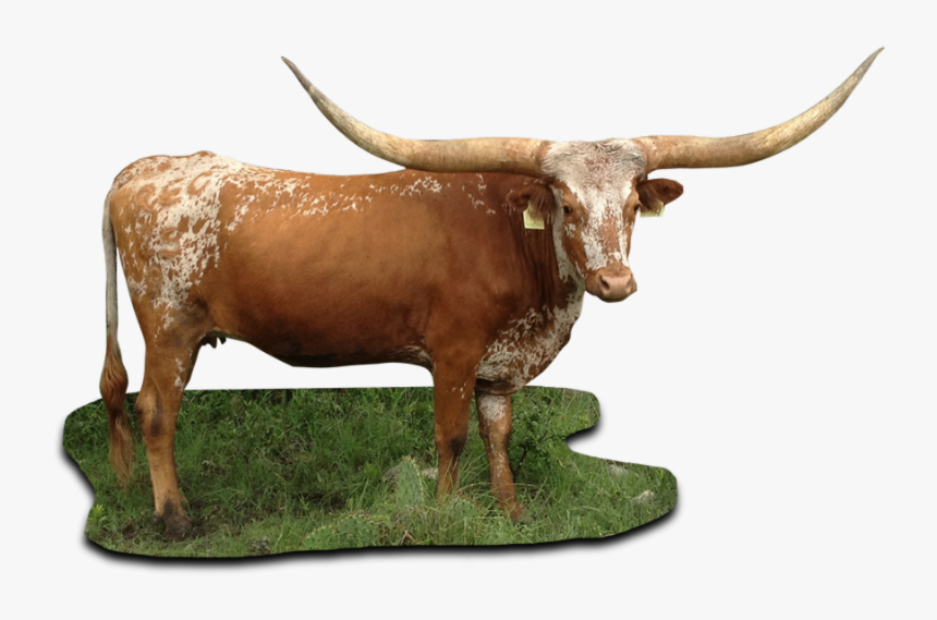 Texas Figure,ox,bull,cow-goat - Texas Longhorn Cattle Png, Transparent Png