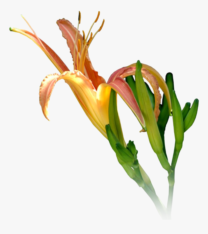 Ganesh Png High Resolution - Lily, Transparent Png