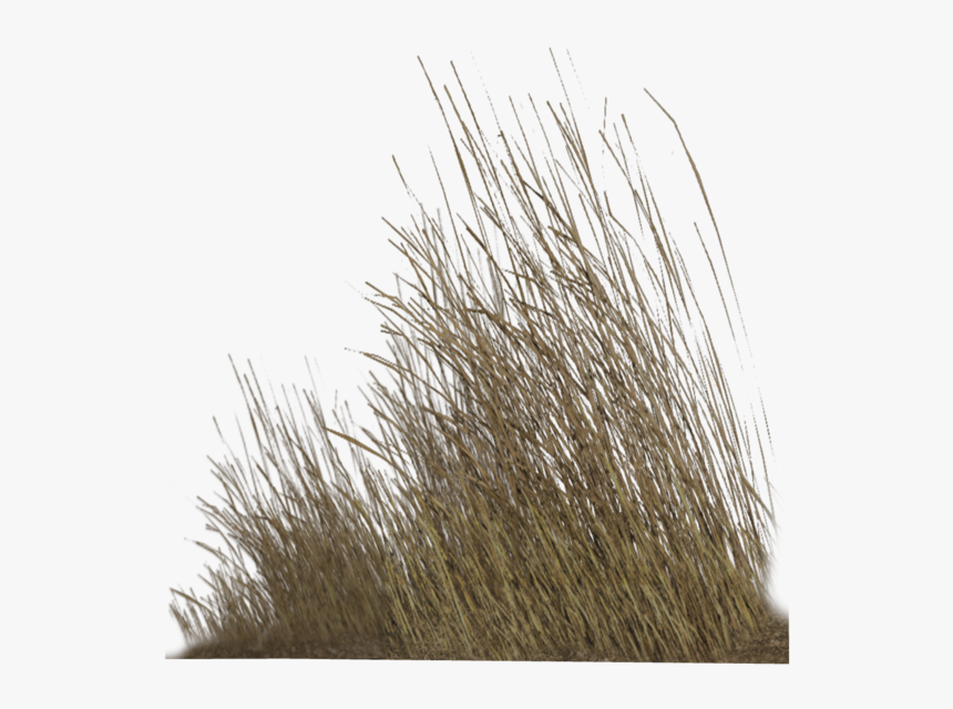 Dry Grass Png Hd , Png Download Transparent Dry Grass Png, Png