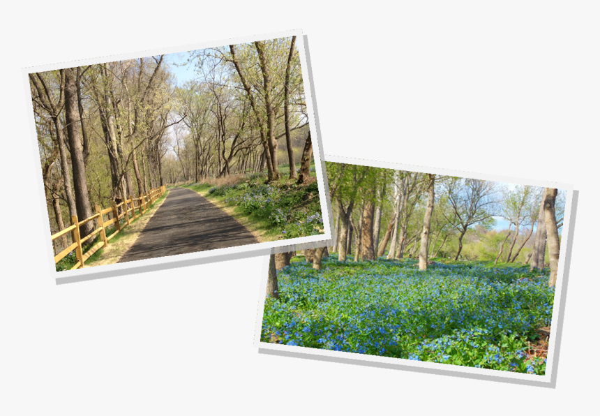 Fountain Grass Png -sitepictures3b - Grove, Transparent Png