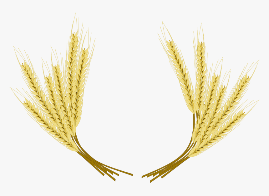 Barley Png Hd Image - Cevada Cerveja Png, Transparent Png