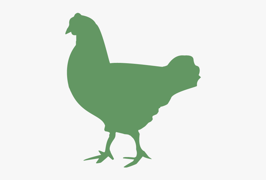 Rooster Chicken Duck Cattle Broiler - Chicken With Eggs Silhouette, HD Png Download