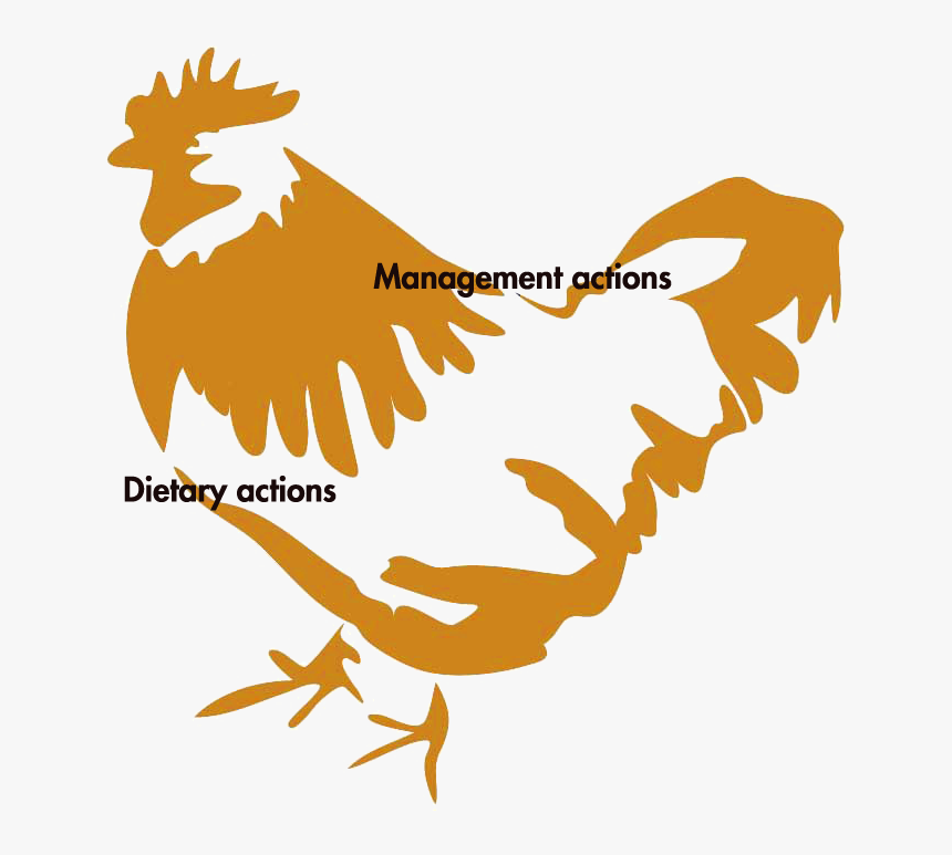 Poultryworld The Importance Of, HD Png Download