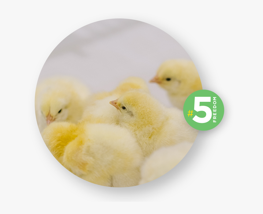 Chicken, HD Png Download