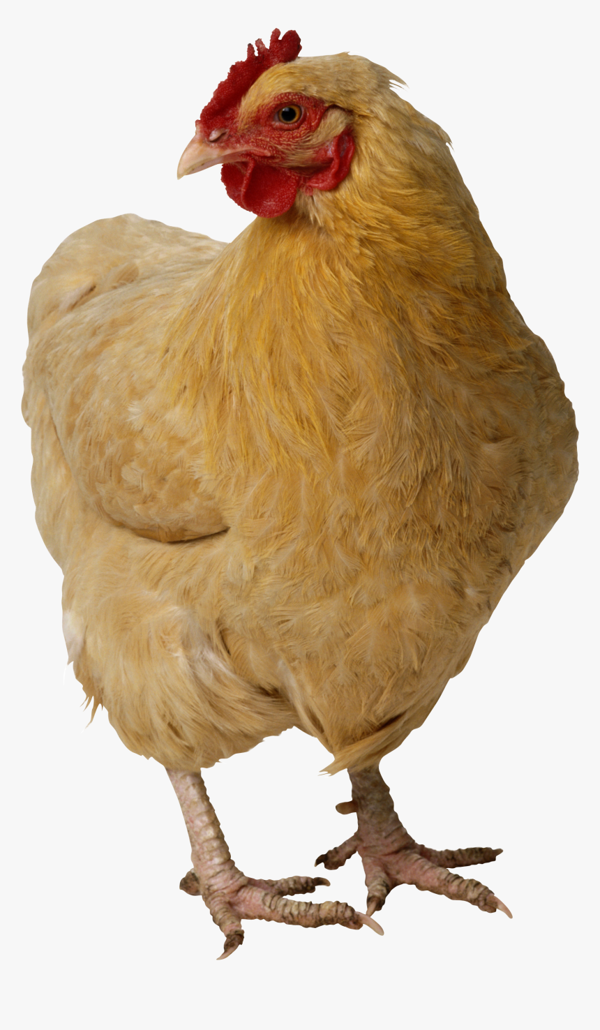 Chicken Head Png - Chicken Png, Transparent Png