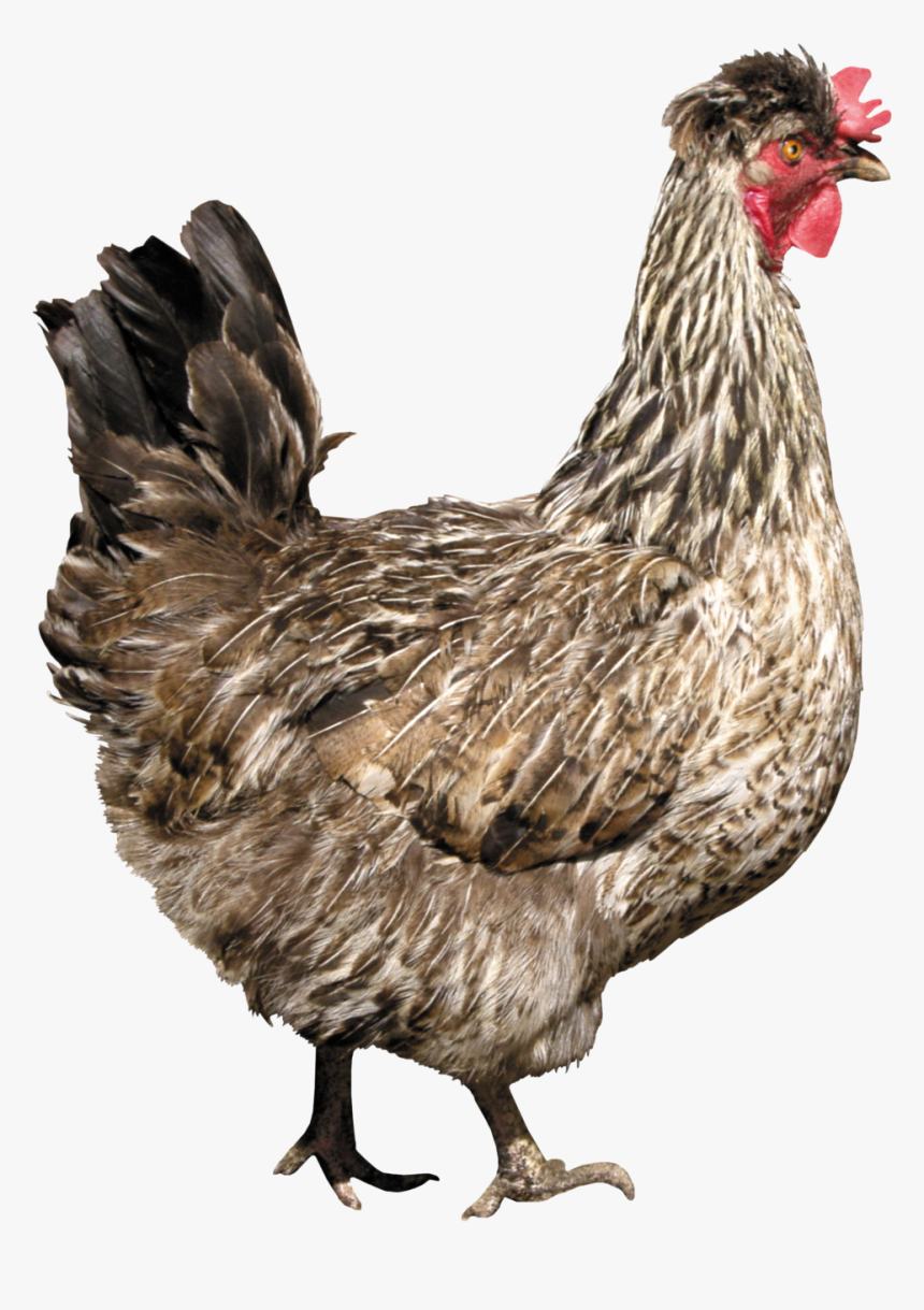 Chicken Photos - Transparent Chicken Png, Png Download