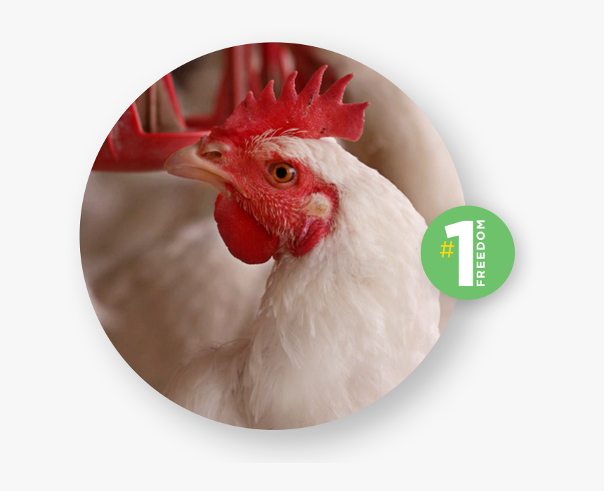 Rooster, HD Png Download