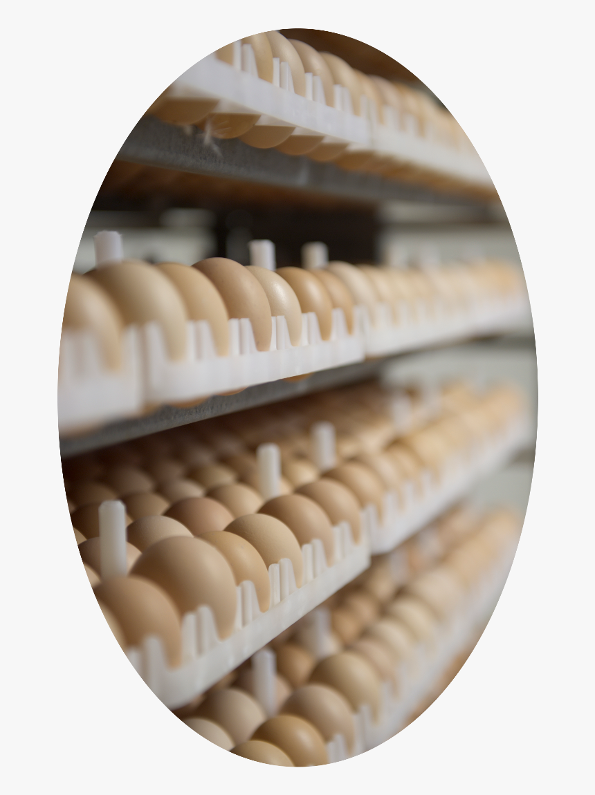 Ontario Broiler Chicken Hatching Egg Producers Association - Dessert, HD Png Download