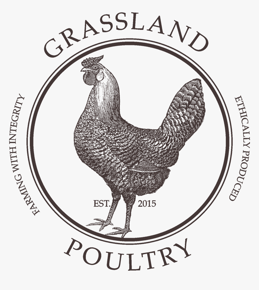 Grassland Poultry - Public Domain Rooster Illustration, HD Png Download