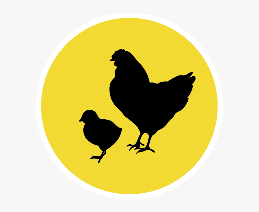 Chicken, HD Png Download