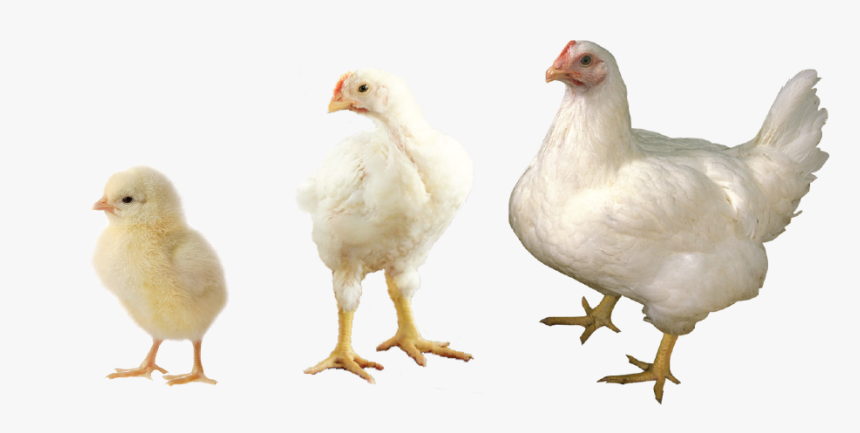Chicken, HD Png Download