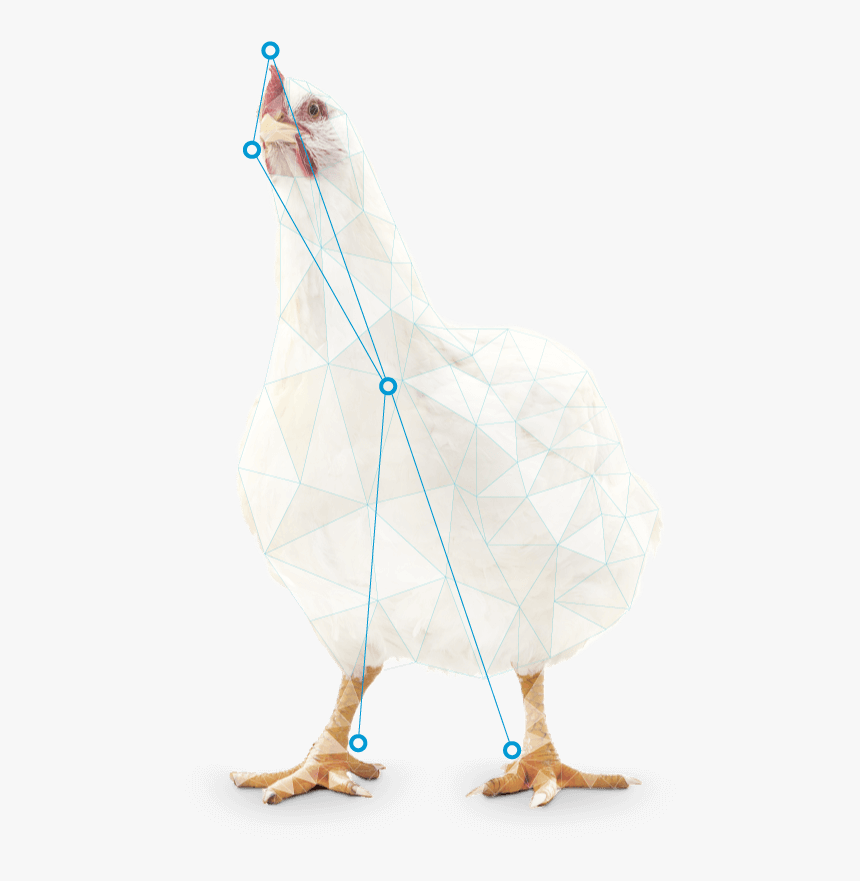 Chicken, HD Png Download