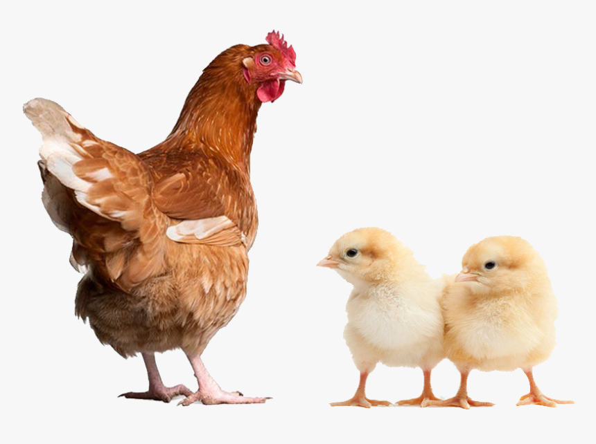 Broiler Finisher Concentrate 10% - Layer Chicken, HD Png Download