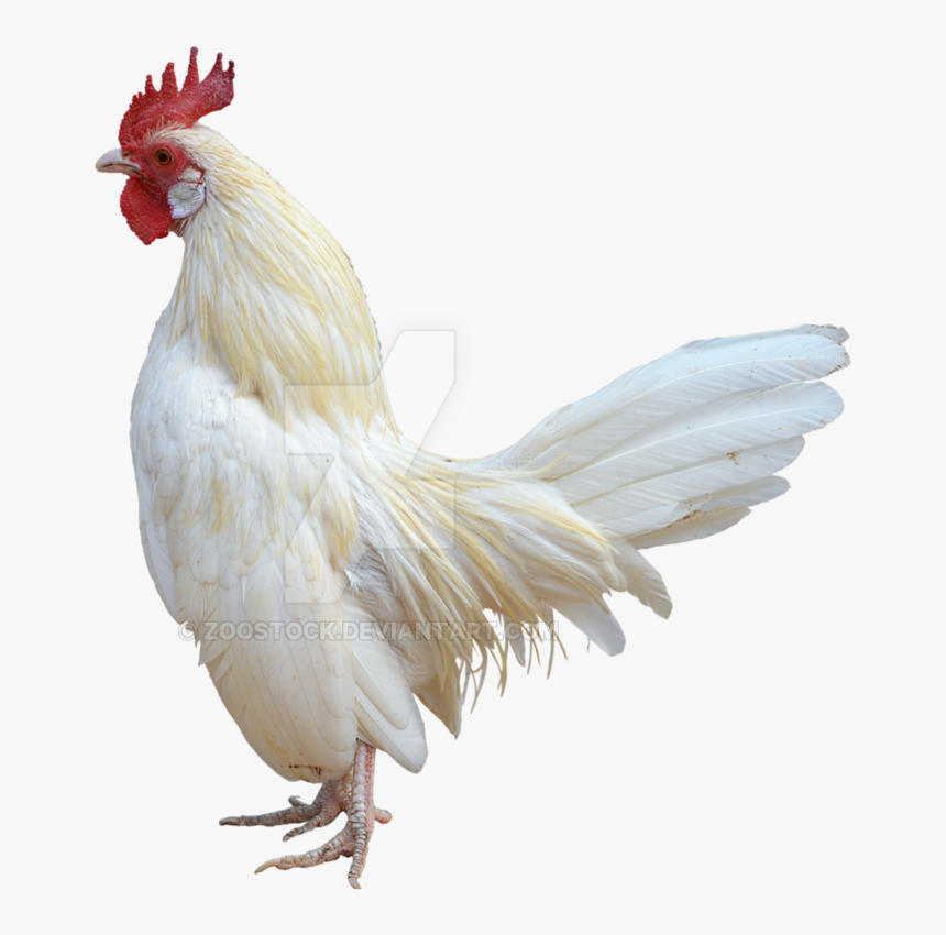 Transparent Rooster White Png White Rooster White Background Png Download Transparent Png Image Pngitem