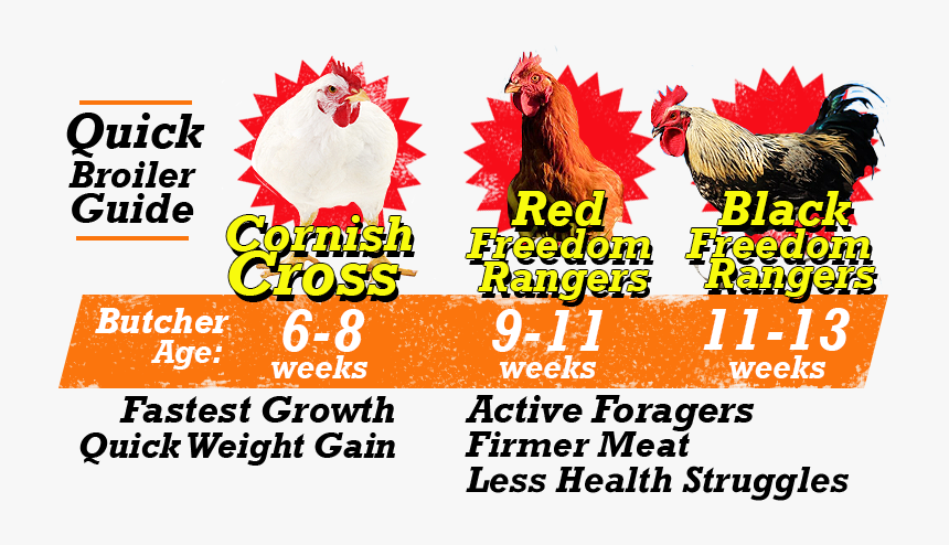 Broiler Breed Differences Diagram - State Farm, HD Png Download