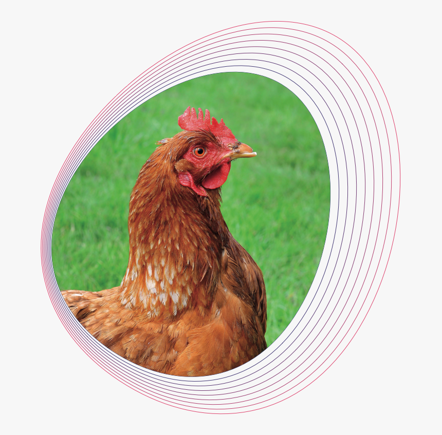 Rooster, HD Png Download