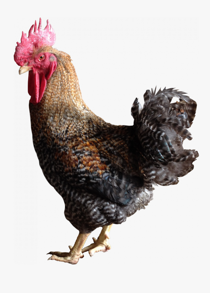 Chicken Colored Png, Transparent Png
