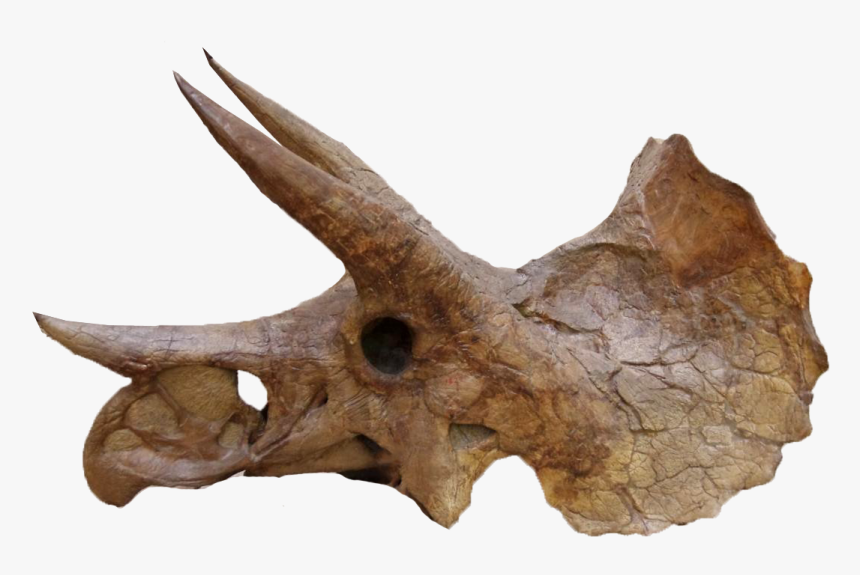 Triceratops Head Bones Png, Transparent Png