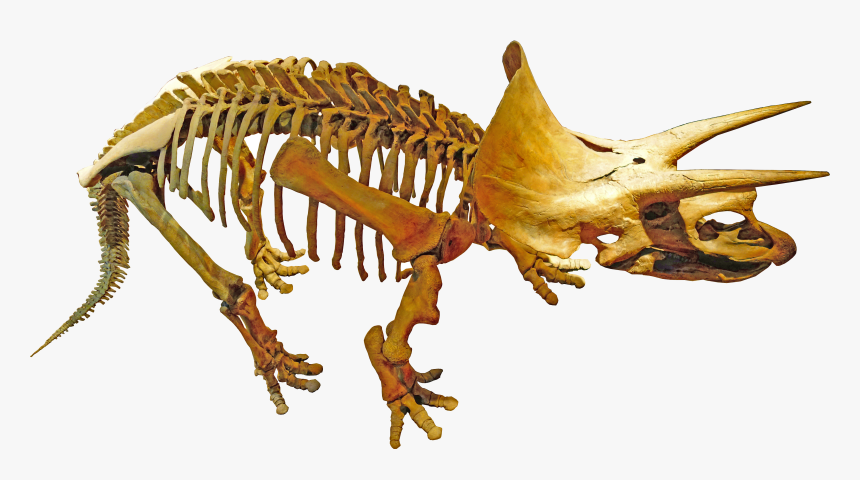 Triceratops Royal Tyrrell - Palaeontology Png, Transparent Png