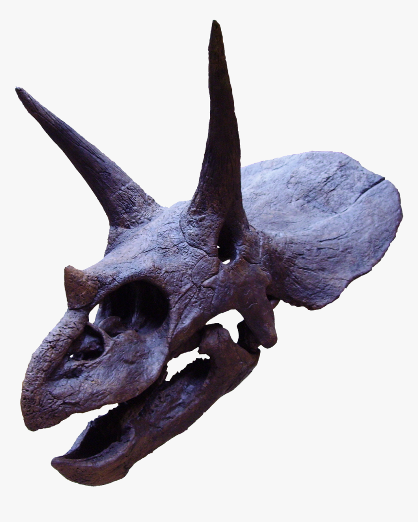 File - Triceratops2 - Triceratops Horns, HD Png Download