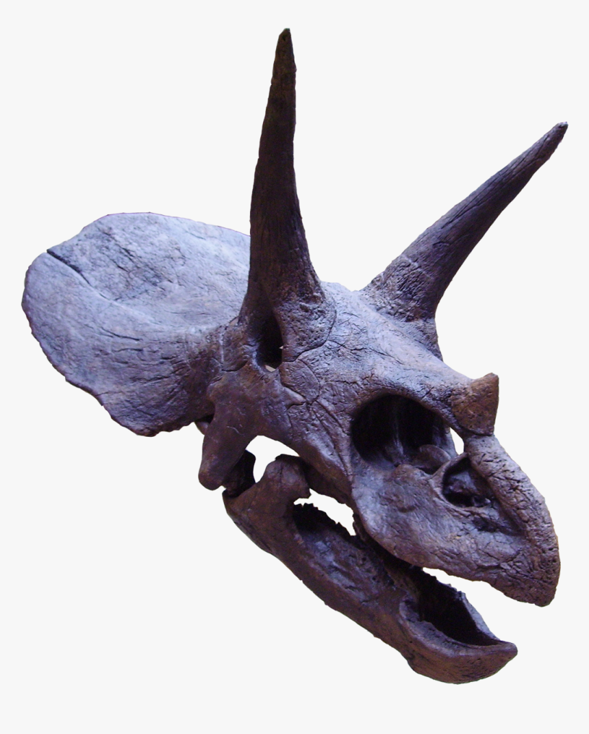 Triceratops - Triceratops Head Png, Transparent Png